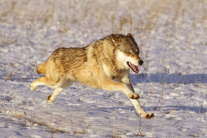 Photo Wolf dog, Wolf running, Wolf poses