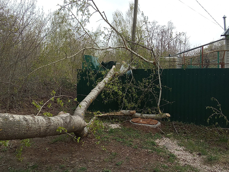 В Пронске из-за сильного ветра повалило несколько деревьев