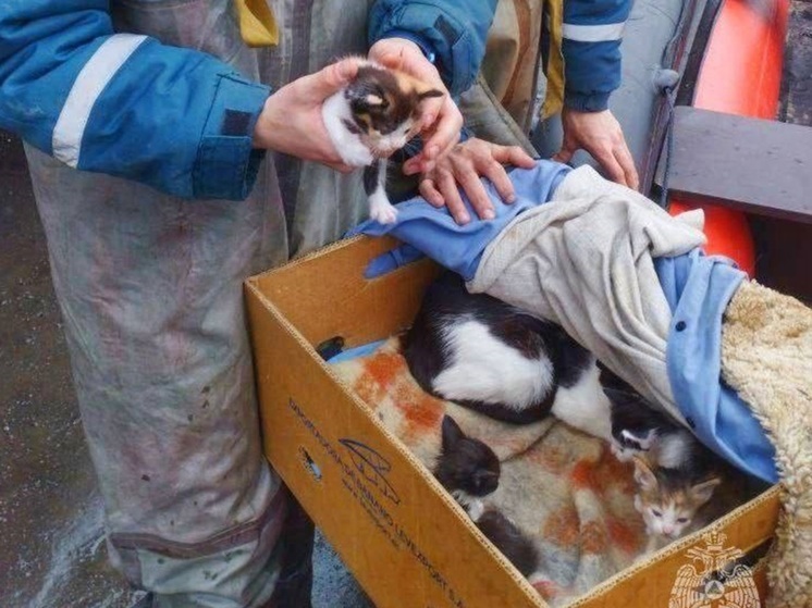 Курганца с двумя собаками, кошкой и пятью котятами спасли из подтопленного СНТ
