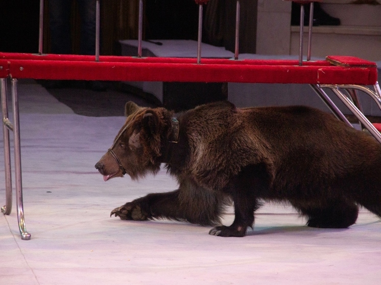 В Суворовском районе сфотографировали краснокнижного бурого медведя