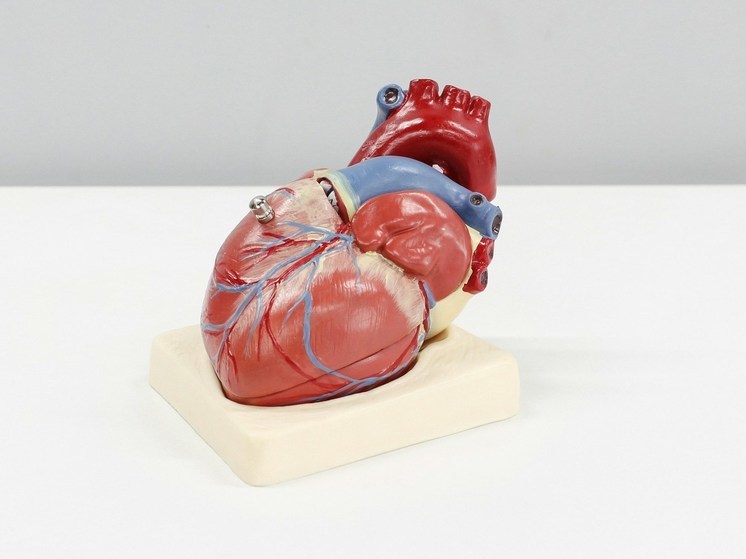 Калининградские ученые предложили новый способ диагностики болезней сердца