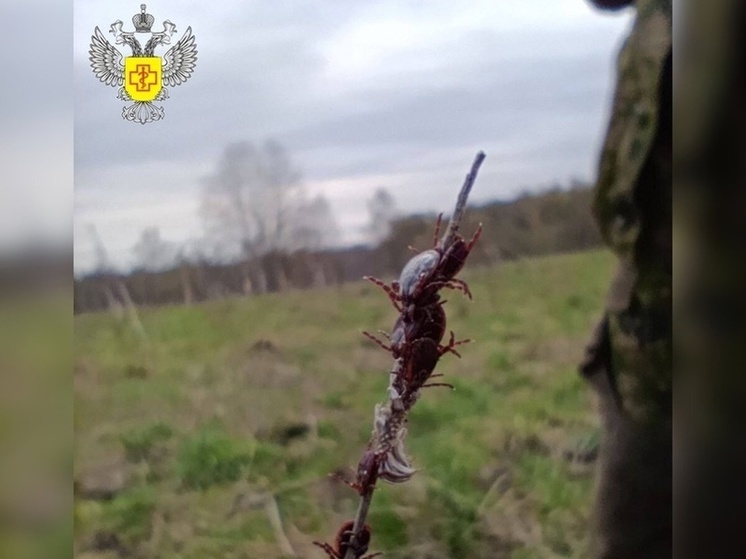 Роспотребнадзор Смоленской области  рассказал об эпидемиологической ситуации по инфекциям, передающихся клещами