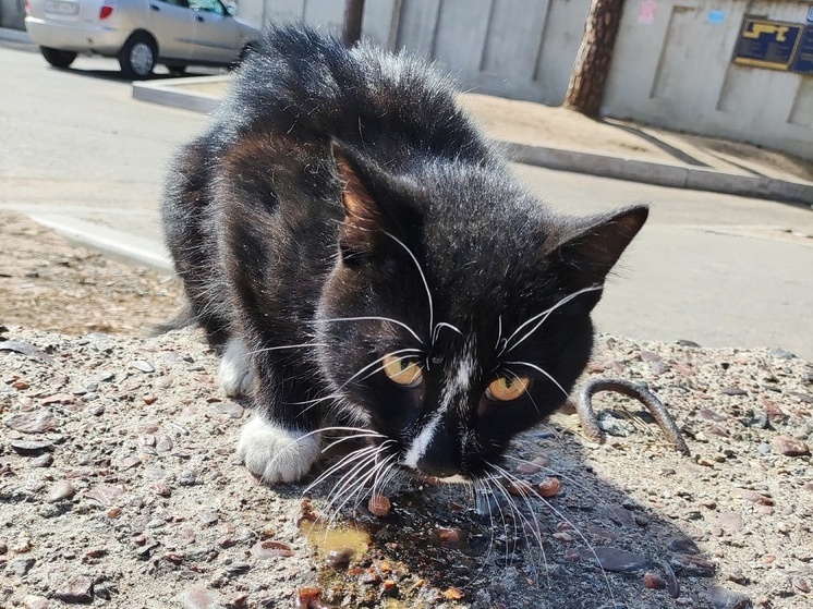 Волонтеры в Чите спасли кота, который три дня просидел на сосне