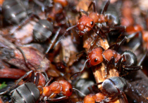 Частое появление муравьев на участке, особенно вокруг яблонь, может представлять опасность для плодовых деревьев