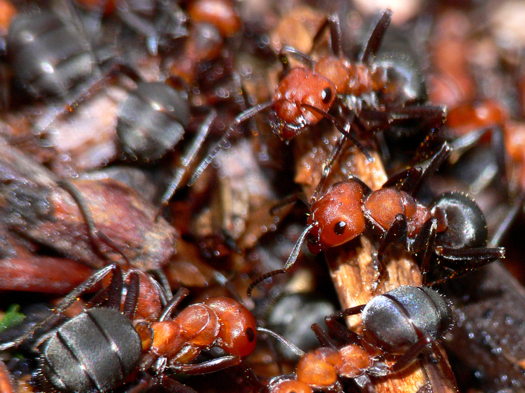 Дачникам рассказали, чем нужно обрабатывать яблони от муравьев