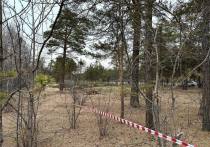 Возле школы №22 в микрорайоне Серверный в Чите для строительства модульного спортзала для учащихся вырубят около 350 деревьев, которые передадут в зоопитомник «Амодово»