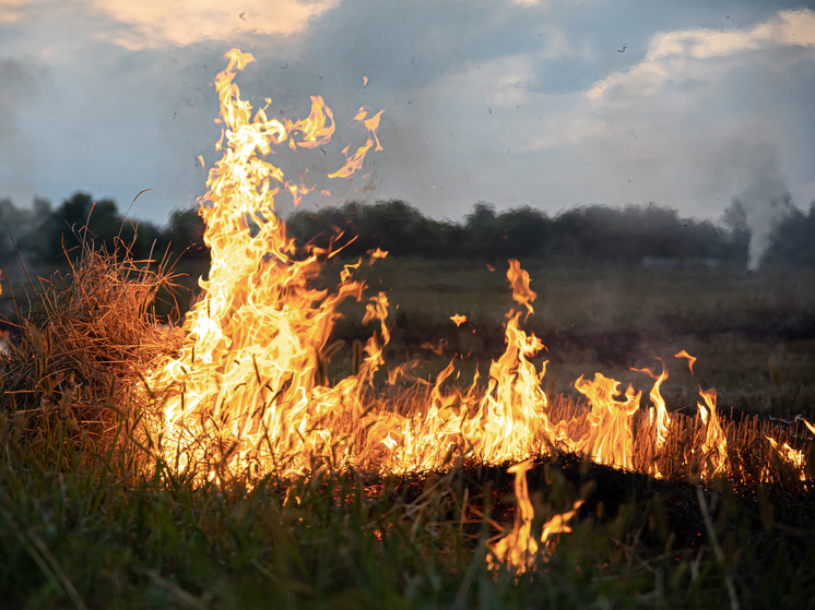 Алтайским пожарным 39 раз за сутки пришлось выезжать на тушение загоревшейся травы