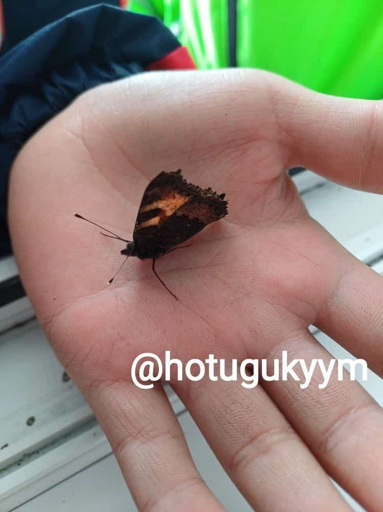 Фотофакт: На Севере Якутии дети нашли живую бабочку на снегу