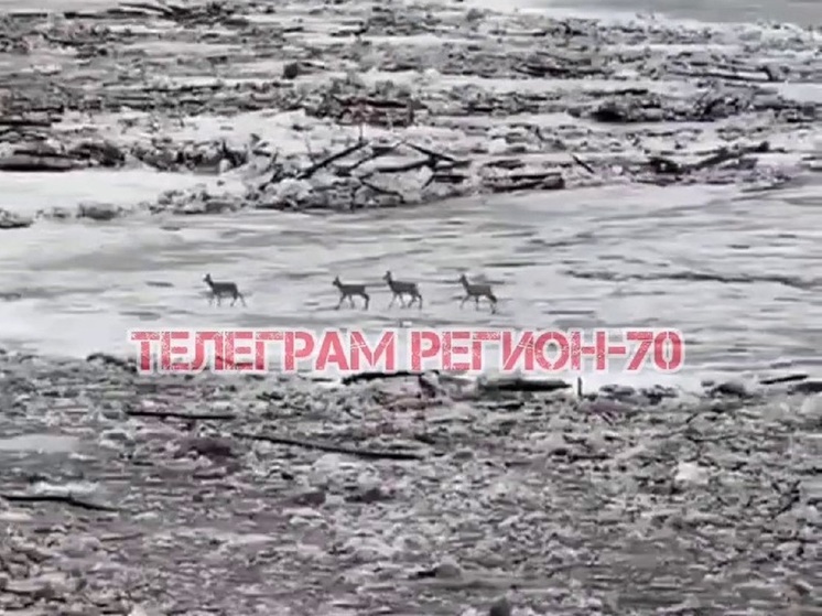 Четыре косули дрейфуют на льдине в Томской области