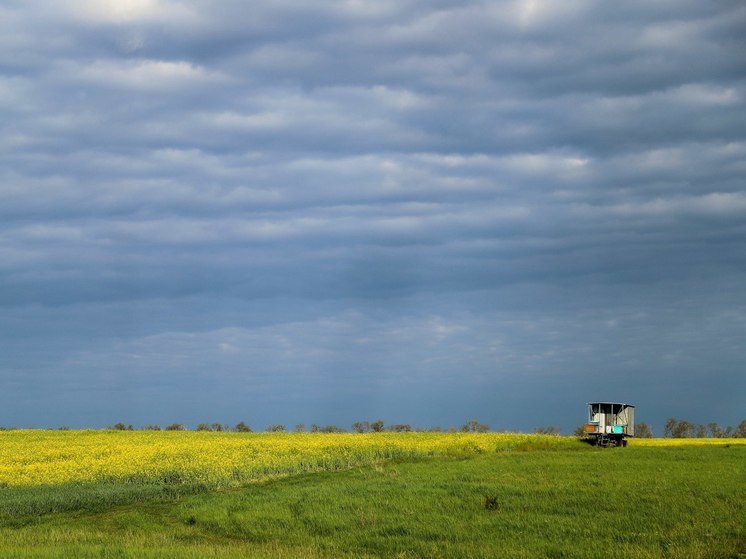 Свыше 73 тысяч гектаров рапса выращивают на Кубани