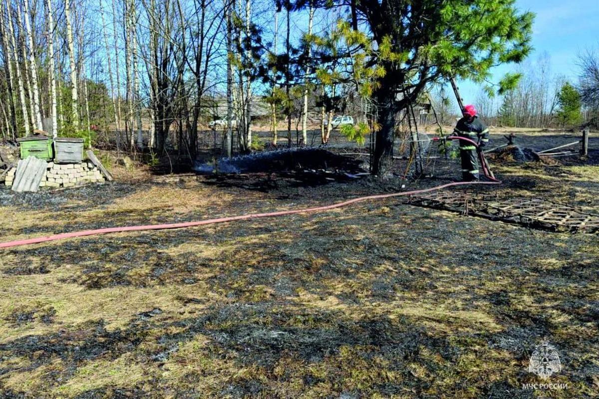 Старик-пасечник в Костромском области едва не погиб из-за пала травы