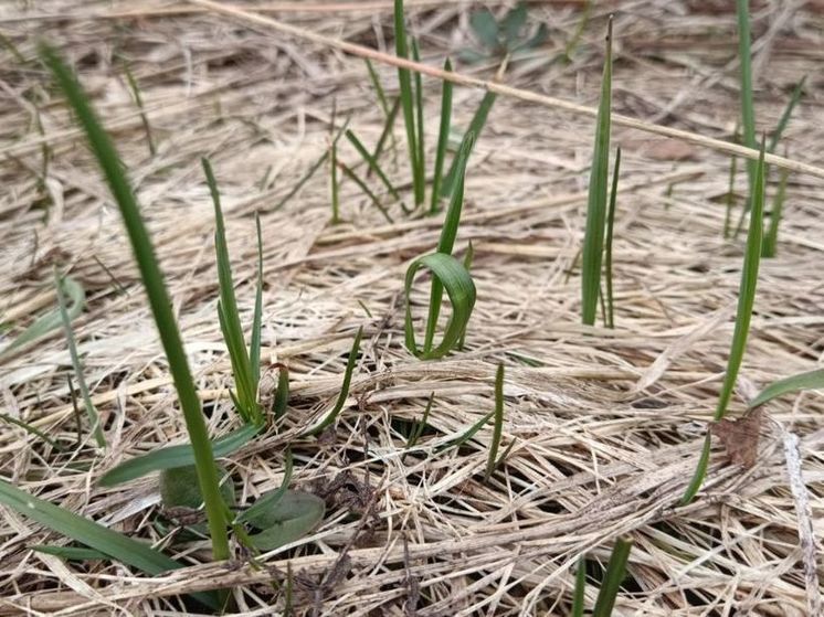 В Подмосковье количество осадков в апреле превысило норму