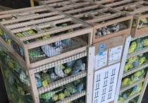 В Красноярск 20 апреля привезли 640 попугаев из Кыргызстана