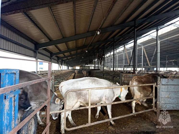 20 коров спасли при пожаре в Нижегородской области 22 апреля