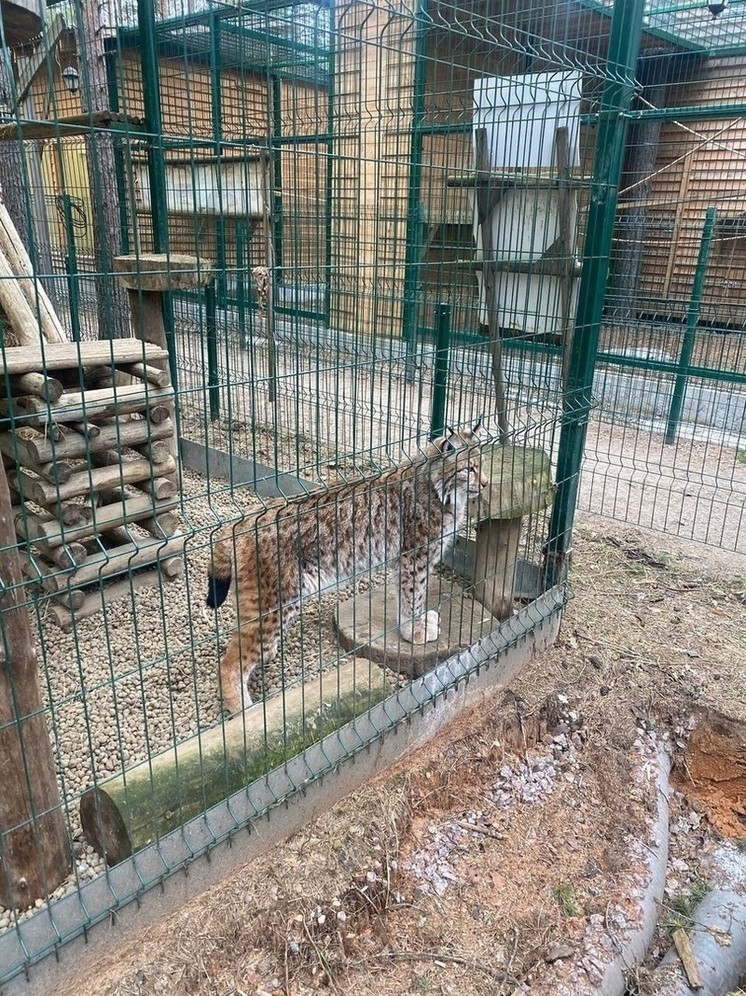 В частном зоопарке устранили нарушения после проверки