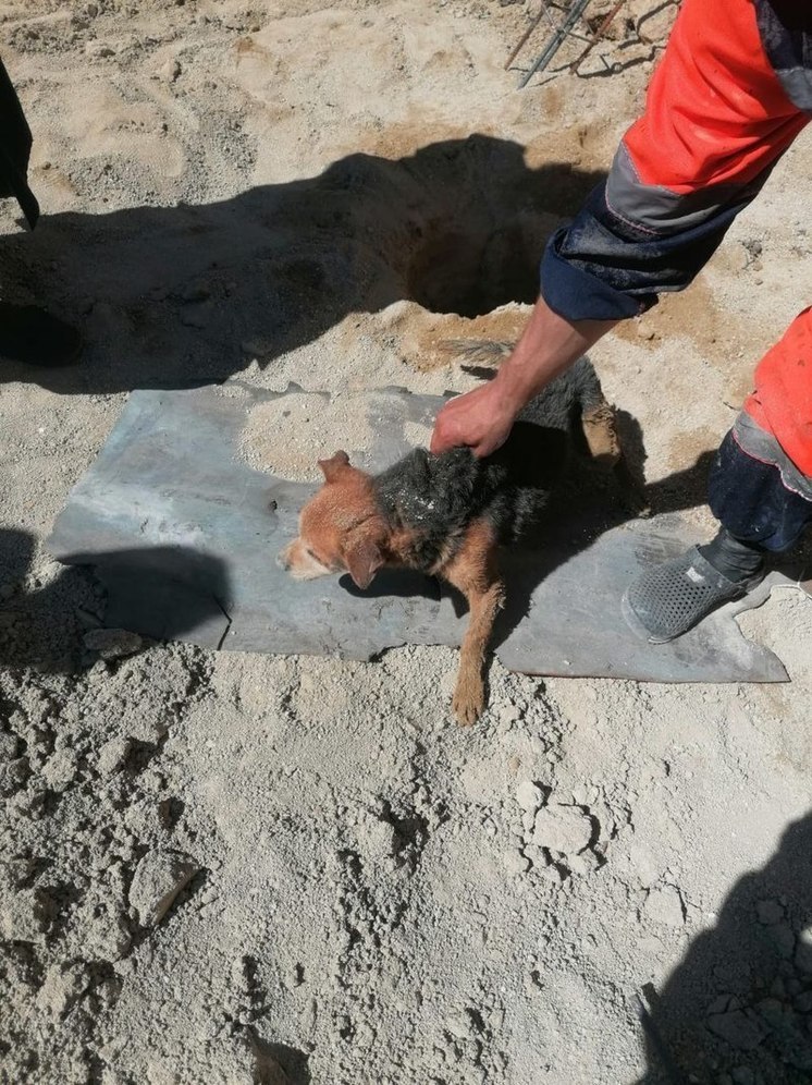 В Новороссийске спасатели вытащили собаку из ямы глубиной 2,5 метра