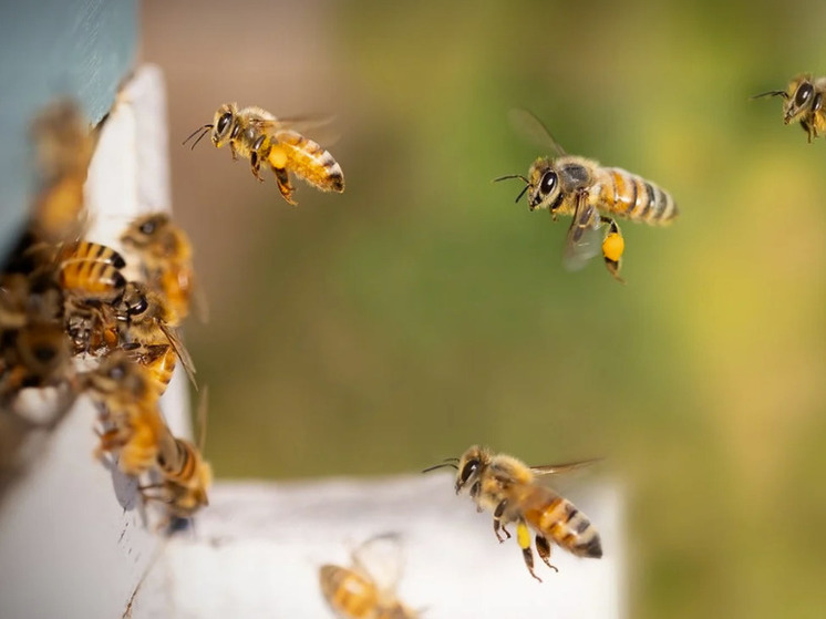 В Тюменской области заботятся о безопасности пчел в зонах вероятного подтопления