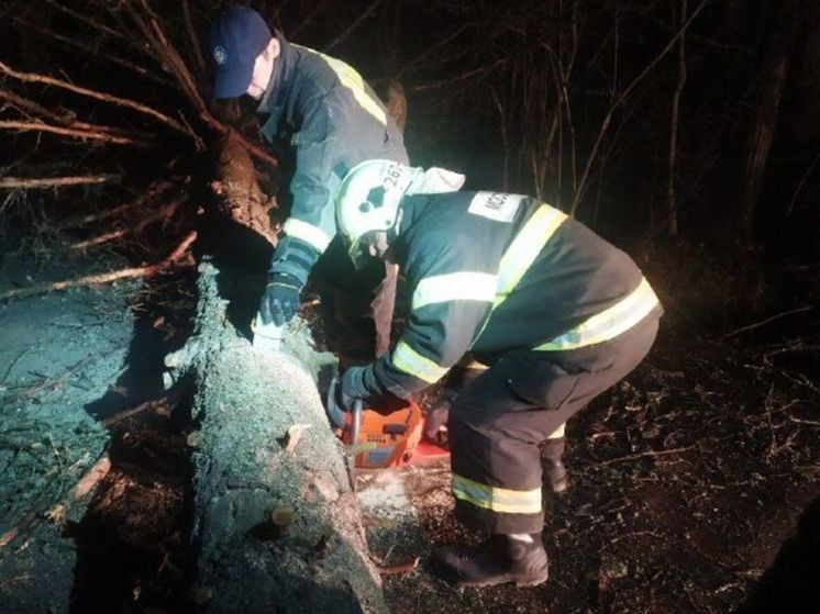 Упавшее из-за ветра дерево перекрыло дорогу в округе Солнечногорск