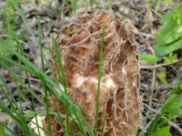 Эксперт рассказал, как не отравиться первыми весенними грибами