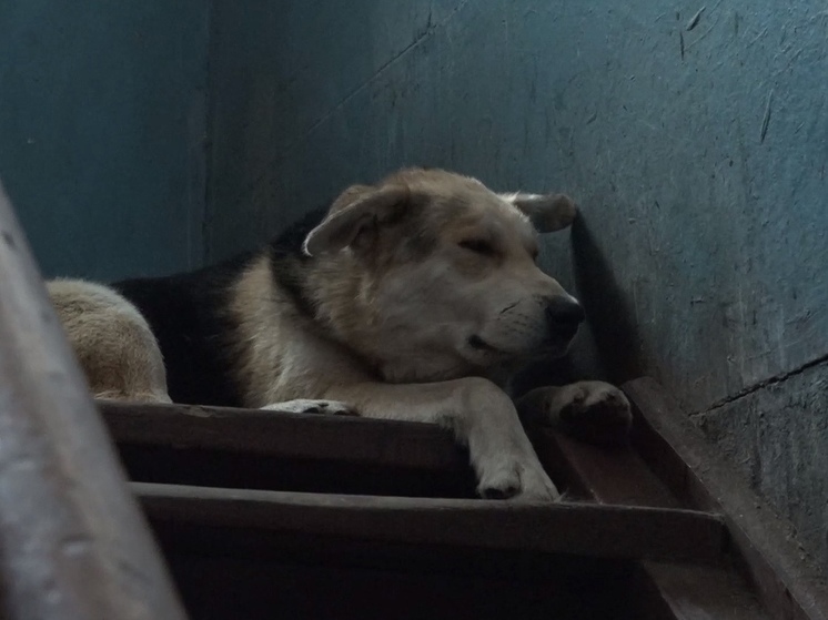 Бездомный пёс из Котласа ищет любящую семью