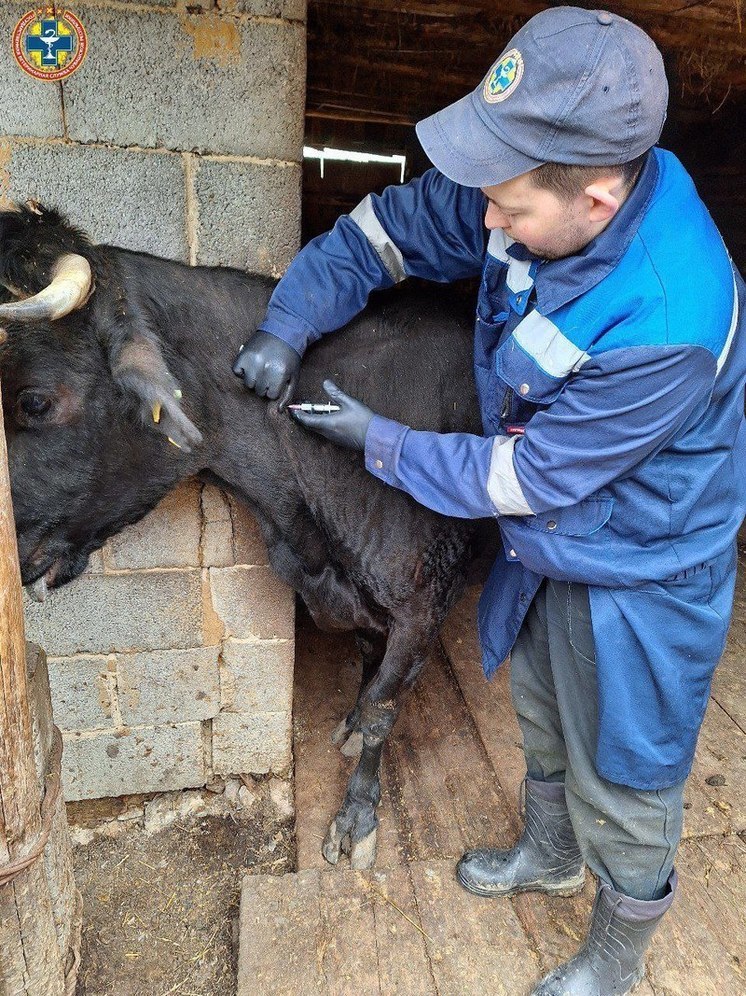 Ветеринарные врачи Чувашии ведут плановую работу с домашними животными в регионе
