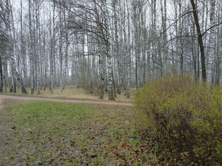 В Ленобласти 23 апреля ожидается облачность со снегом и дождем