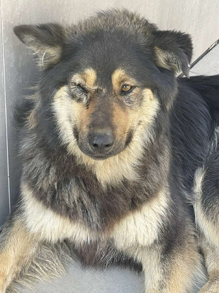 В красноярском ЖК «Южный берег» неизвестный расстрелял бездомных собак из воздушки