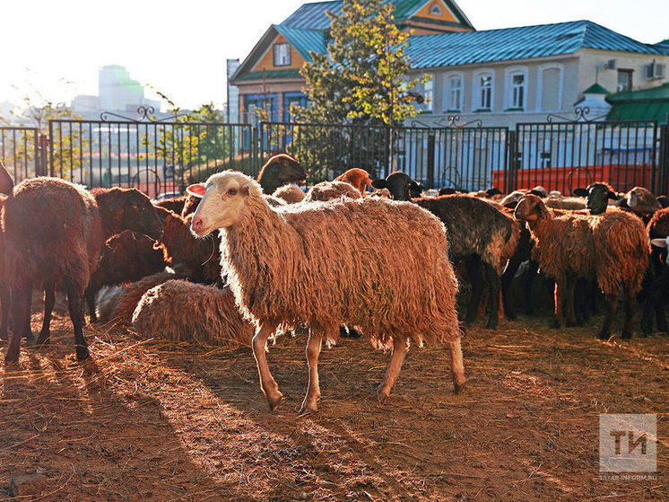В Татарстане к убою на Курбан-байрам допустят только чипированных животных