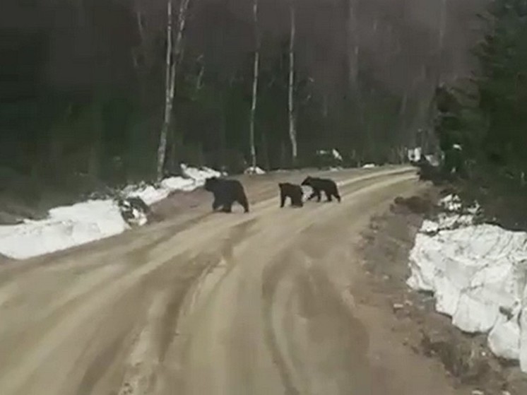 В Корсаковском районе заметили семью медведей