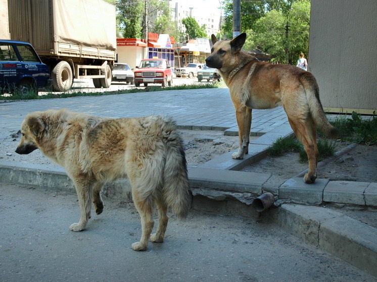 Жертвами уличных собак снова стали саратовские школьники