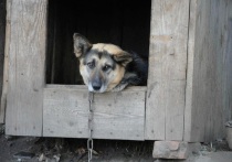 Сотрудники МЧС уже четыре раза спасали из зоны подтопления в Кургане одного и тоже же пса