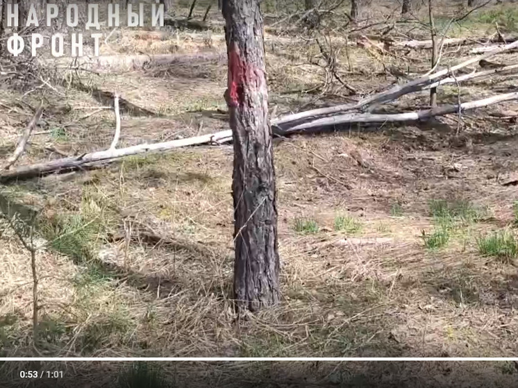 В Воронеже вновь вырубают лес ради добычи песка