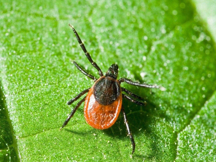 Четверть клещей, сданных на анализ, оказались переносчиками болезней
