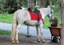 В озере Куртан Мокроусовского округа Курганской области были обнаружены туши лошадей