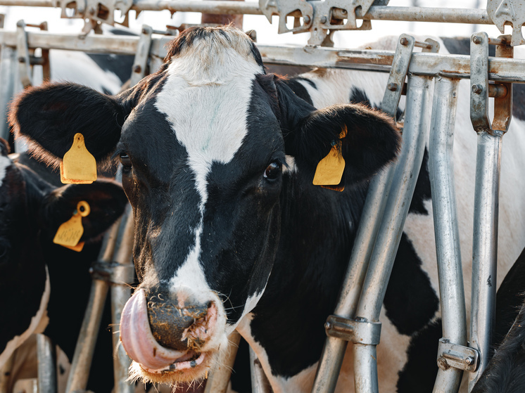 В Приангарье принимаются меры по предотвращению распространения заразного узелкового дерматита у крупного рогатого скота