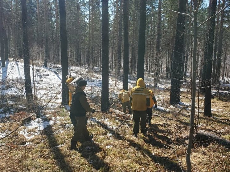 Вдоль Байкальского тракта в Приангарье очистили лес от валежника