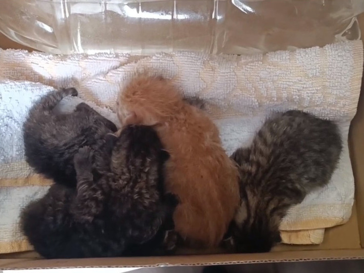 В Петербурге в мусоровозе нашли четырех котят