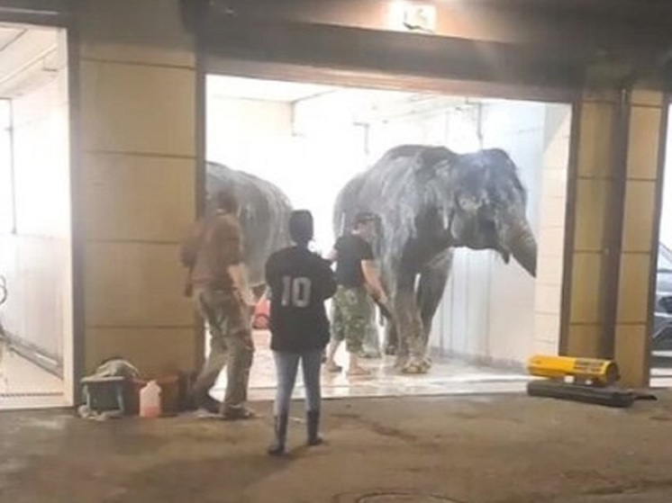 Цирковых слонов искупали на заправке во Владикавказе