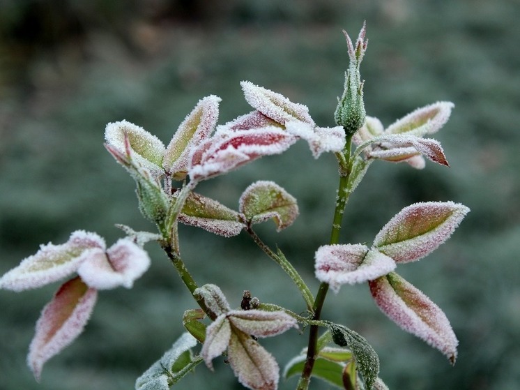 Синоптик Леус: в центр Европейской России возвращаются заморозки