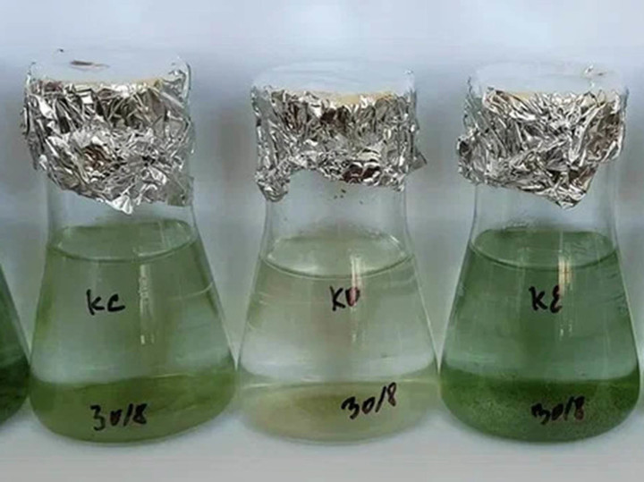 Больше зеленого пигмента: крымские ученые проводят целенаправленную селекцию планктона