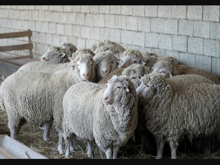 Дагестан углубляет исследования в области овцеводства