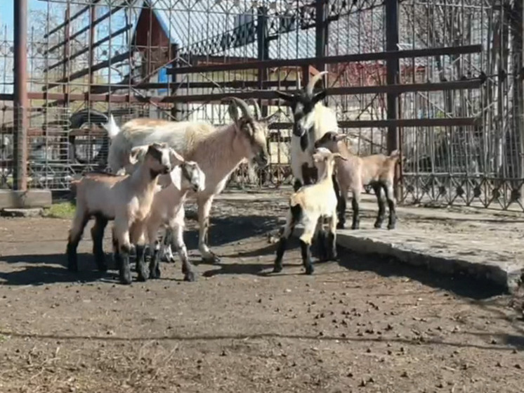 В Барнаульском зоопарке родились винторогие козлята