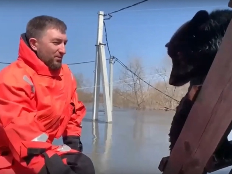 Держался из последних сил: ямальцы спасли пса с крыши затопленного дома в Кургане