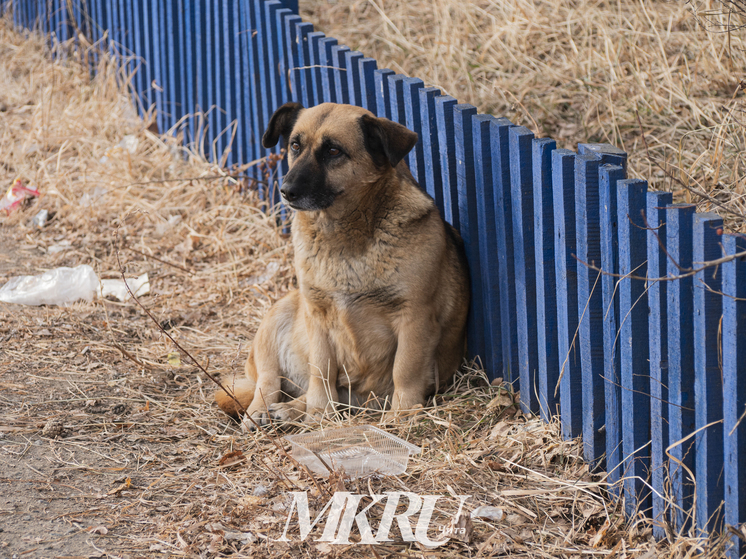 Закон об эвтаназии агрессивных собак единогласно приняли в Забайкалье