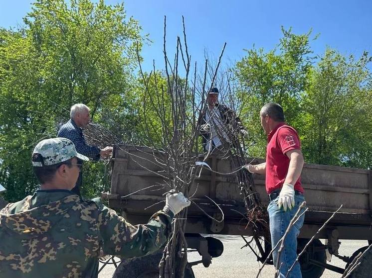 1200 саженцев раздали в КЧР для семей участников спецоперации