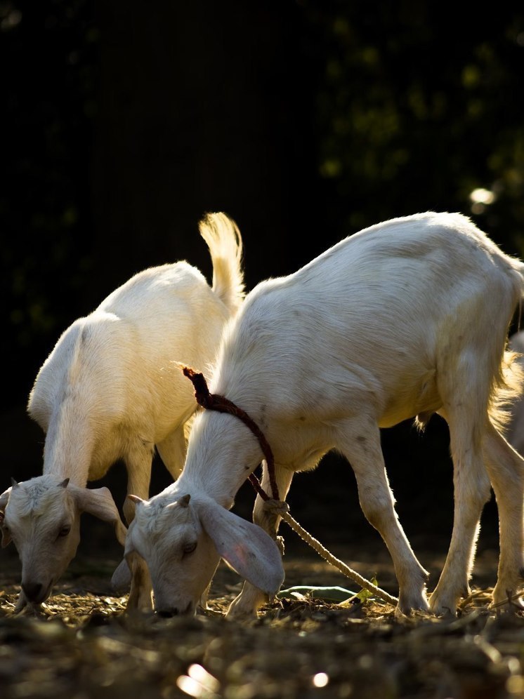 Орловский суд рассмотрел дело о съеденном козами урожае