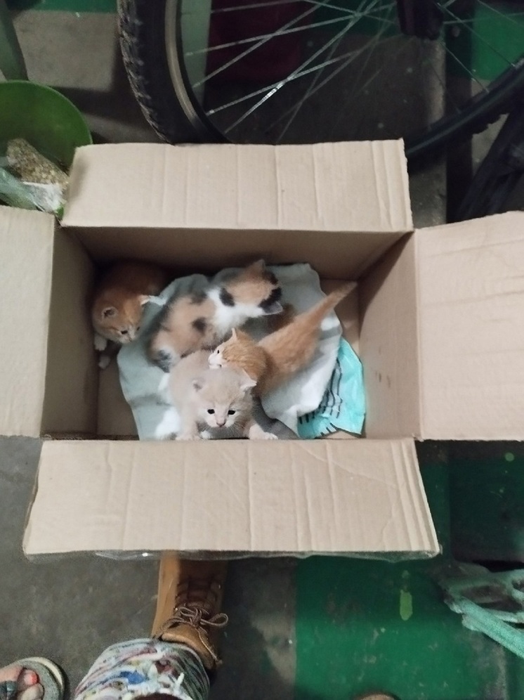 В Твери возле мусорки нашли коробку с месячными котятами