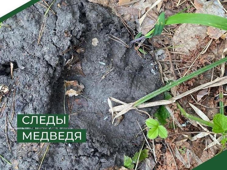 В Пензенской области обнаружены следы бурого медведя