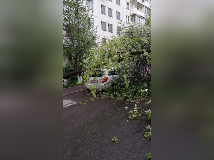 Из-за сильного ветра в Уфе дерево рухнуло на три машины