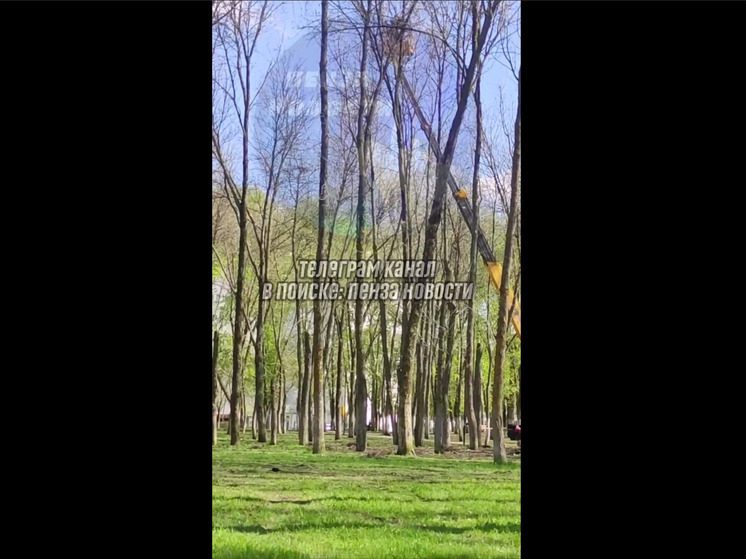 Пензенцы возмутились разорению гнезд в Ульяновском парке